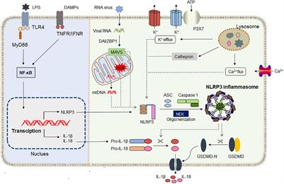 Therapeutic modulation of inflammasome pathways - Chauhan - 2020