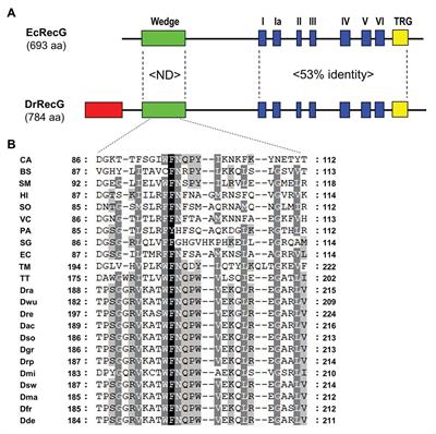 Crystal structure of the Deinococcus radiodurans single-stranded