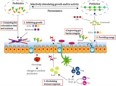 Frontiers | Modulation of Gut Microbiota and Immune System by ...