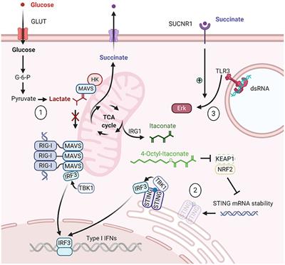 Frontiers | Cellular Metabolites Regulate Central Nucleic Acid Sensing ...