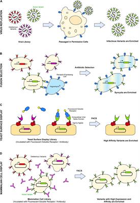 Frontiers | Deep Mutational Scanning of Viral Glycoproteins and Their ...