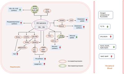 Frontiers | Multifaceted Interaction Between Hepatitis B Virus ...