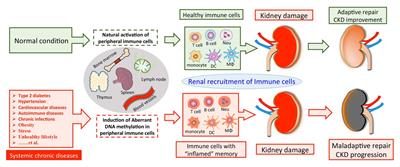 Frontiers | DNA Methylation Sustains “Inflamed” Memory of Peripheral ...