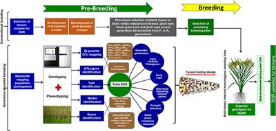 Frontiers | Developing Climate-Resilient, Direct-Seeded, Adapted ...