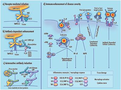 Frontiers Severe Clinical Worsening In Covid 19 And Potential Mechanisms Of Immune Enhanced Disease Medicine