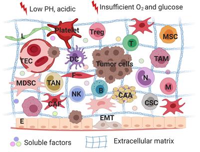 Frontiers  The Role of Tumor-Stroma Interactions in Drug Resistance Within Tumor  Microenvironment