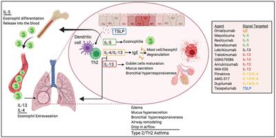 Frontiers | Modulating Th2 Cell Immunity for the Treatment of Asthma