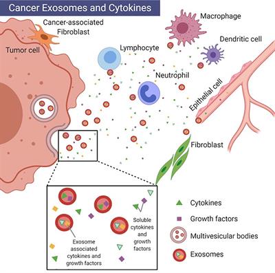 Frontiers | Co-Isolation of Cytokines and Exosomes: Implications for ...