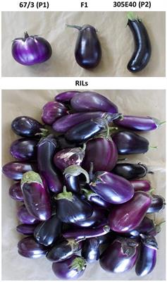 Representative fruits of each of the scarlet eggplant complex (S.