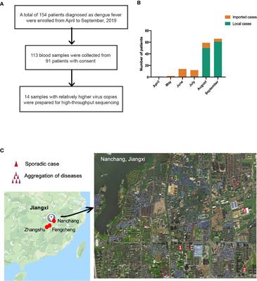 Emergence And Autochthonous Transmission Of Dengue Virus Type I In A Low Epidemic Region In Southeast China Cellular And Infection Microbiology Frontiers