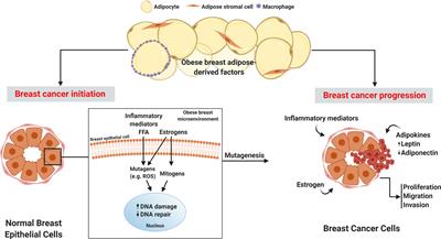 Frontiers  Obese Adipose Tissue as a Driver of Breast Cancer