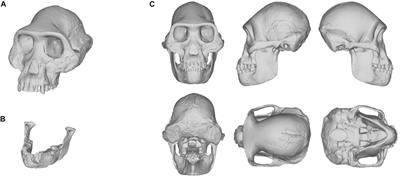 Comparison of skull morphology. The 3D reconstructions of the skulls