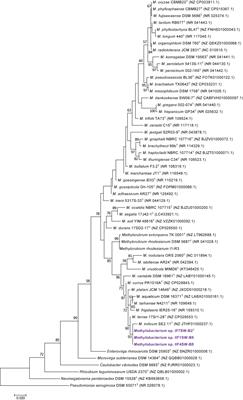 Frontiers Methylobacterium Ajmalii Sp Nov Isolated From The International Space Station Microbiology