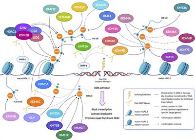 Frontiers | The Role of Histone Lysine Methylation in the Response of ...