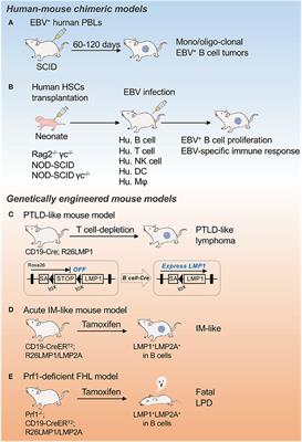 Frontiers Pathologically Relevant Mouse Models For Epstein Barr Virus Associated B Cell Lymphoma Immunology