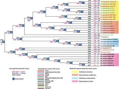 Frontiers Interplay Of Various Evolutionary Modes In Genome Diversification And Adaptive Evolution Of The Family Sulfolobaceae Microbiology