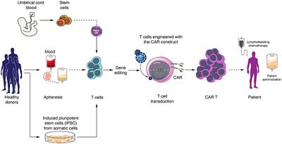 Frontiers Allogeneic Car T Cells An Alternative To Overcome Challenges Of Car T Cell Therapy In Glioblastoma Immunology