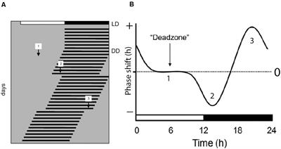 Vesicular glutamate transporter 2 (VGLUT2) is co-stored with PACAP in  projections from the rat melanopsin-containing retinal ganglion cells