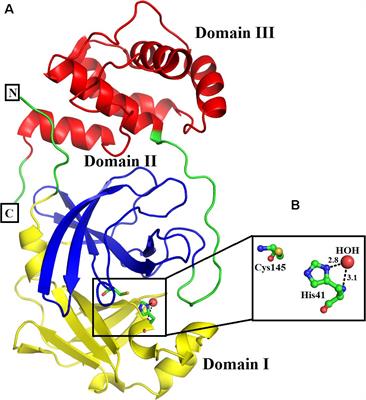 Frontiers Inhibition Of Sars Cov 2 3cl Mpro By Natural And Synthetic Inhibitors Potential Implication For Vaccine Production Against Covid 19 Molecular Biosciences