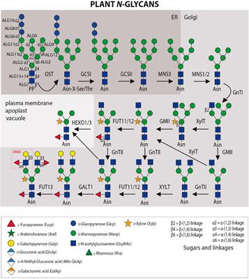 Frontiers Cracking The Sugar Code A Snapshot Of N And O Glycosylation Pathways And Functions In Plants Cells Plant Science
