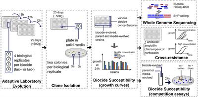 Frontiers | Biocide-Induced Emergence of Antibiotic Resistance in ...