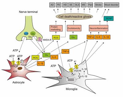 Frontiers | Astrocytic and Oligodendrocytic P2X7 Receptors Determine ...