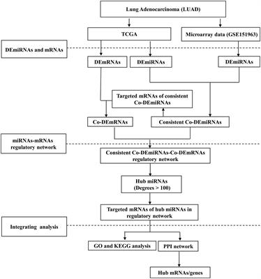 Frontiers | Identification of a Potentially Functional microRNA–mRNA ...