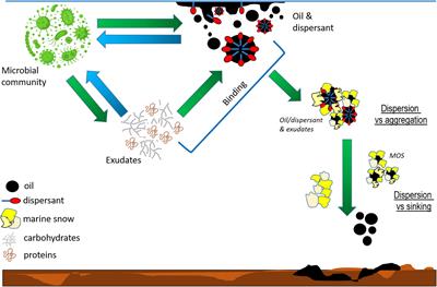 Frontiers  Aggregation and Degradation of Dispersants and Oil by Microbial  Exopolymers (ADDOMEx): Toward a Synthesis of Processes and Pathways of  Marine Oil Snow Formation in Determining the Fate of Hydrocarbons