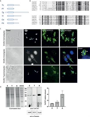 Alpha Tubulin Acetylation In Trypanosoma Cruzi A Dynamic Instability Of Microtubules Is Required For Replication And Cell Cycle Progression Cellular And Infection Microbiology Frontiers