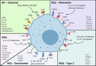 Frontiers | Mechanisms of Macrophage Plasticity in the Tumor ...