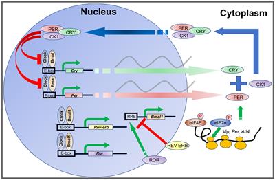 Frontiers Biological Timing And Neurodevelopmental Disorders A Role For Circadian Dysfunction In Autism Spectrum Disorders Neuroscience