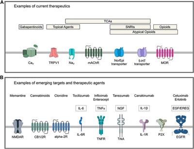 Frontiers Modulation Of Pathological Pain By Epidermal Growth Factor Receptor Pharmacology