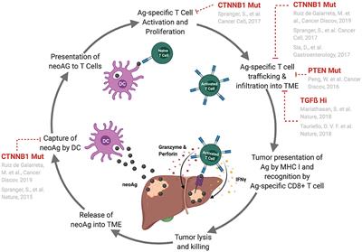 Frontiers | Tumor-Intrinsic Mechanisms Regulating Immune Exclusion in ...