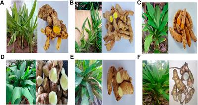 Frontiers | Immunomodulatory Effects and Mechanisms of Curcuma Species ...