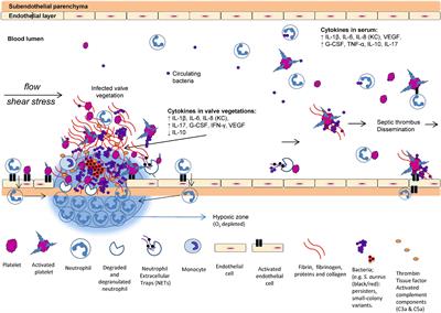 Frontiers Anti Biofilm Approach In Infective Endocarditis Exposes New Treatment Strategies For Improved Oute Cell And Developmental Biology