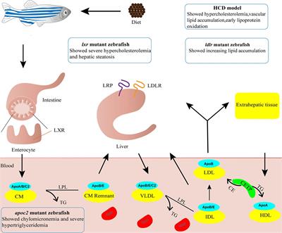 Frontiers | Recent Application of Zebrafish Models in Atherosclerosis ...