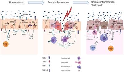 Frontiers | Interplay Between Microbiota, Toll-Like Receptors and ...