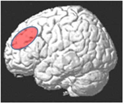 In depressed people, the medial prefrontal cortex exerts more