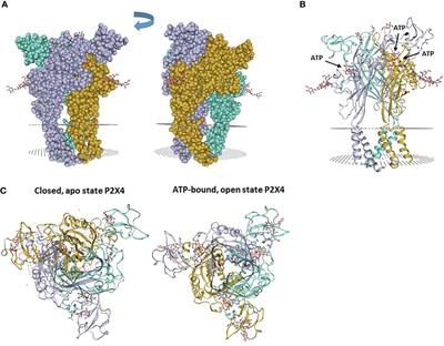 Frontiers  Structural and Functional Features of the P2X4 Receptor: An  Immunological Perspective