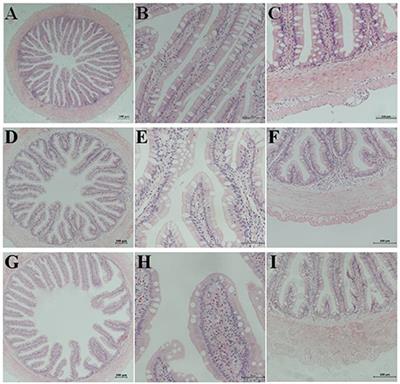 Frontiers Mechanisms By Which Fermented Soybean Meal And Soybean Meal Induced Enteritis In Marine Fish Juvenile Pearl Gentian Grouper Physiology