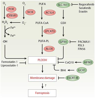 Frontiers | Ferroptosis by Lipid Peroxidation: The Tip of the Iceberg?