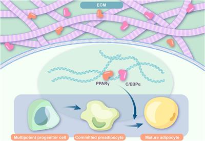 Latest C-BRSOM-2020 Braindumps Free