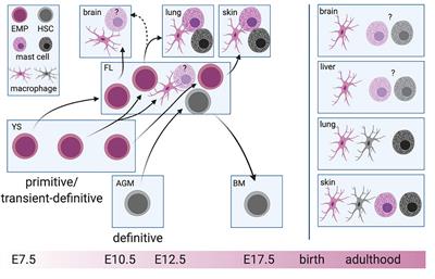 Frontiers Fetal Derived Immune Cells At The Roots Of Lifelong Pathophysiology Cell And Developmental Biology
