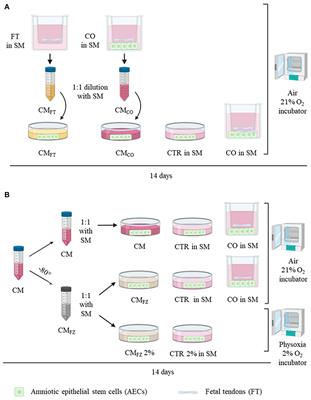 Frontiers Amnion Derived Teno Inductive Secretomes A Novel Approach To Foster Tendon Differentiation And Regeneration In An Ovine Model Bioengineering And Biotechnology