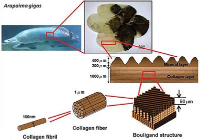 Frontiers  Fish Scales and Their Biomimetic Applications