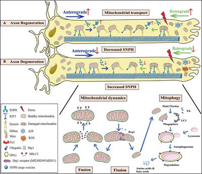 Frontiers Mitochondrial Behavior In Axon Degeneration And Regeneration Frontiers In Aging Neuroscience