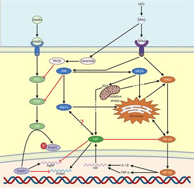 Metabolic Regulation Of Hypoxia Inducible Factors In Hypothalamus Endocrinology Frontiers