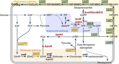 Frontiers - Coenzyme Q10 Biosynthesis Established in the Non-Ubiquinone Containing ...