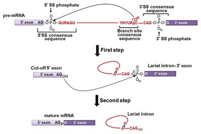 Frontiers | Spliceosomal snRNA Epitranscriptomics