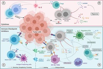 Frontiers | Roles of the Dynamic Tumor Immune Microenvironment in the ...